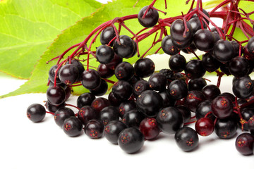 Sambucus nigra - Elderberry. Herbal remedy.