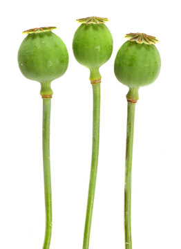 The Opium Poppy.