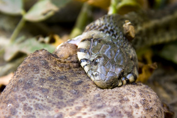 A grass snake (Natrix natrix) try to eat a too big toad
