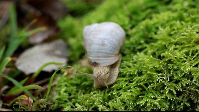 Snail crawling on the forest moss in summer
