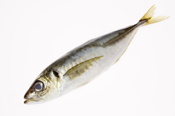 新鮮な魚真アジ