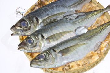 新鮮な魚真アジ