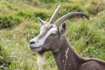 Thüringer Waldziege