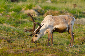Ren, Reindeer, Rangifer tarandus