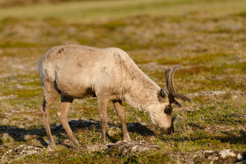 Obraz premium Ren, Reindeer, Rangifer tarandus