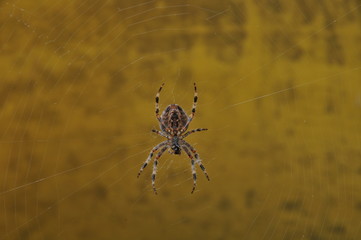 Kreuzspinne (Araneus diadematus)