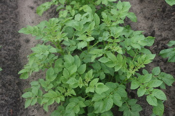 potato plant