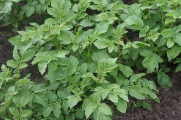 potato plant