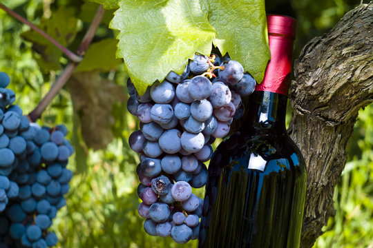 A bottle of red vine, grapes and vineyard