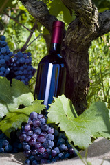 A bottle of red wine, grapes and wineyard