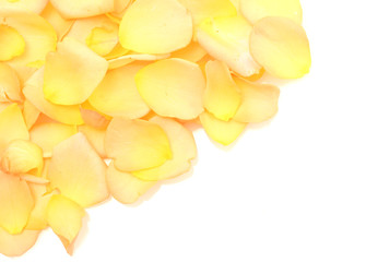 beautiful orange rose petals isolated on white