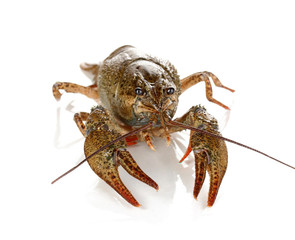 green crawfish isolated on white close-up