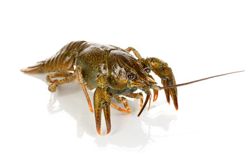 green crawfish isolated on white close-up