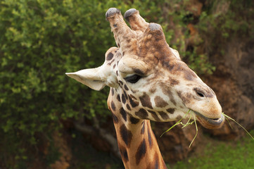 nice portrait of a giraffe eating grass and looking intently