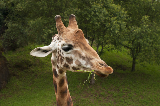 nice portrait of a giraffe eating grass and looking intently