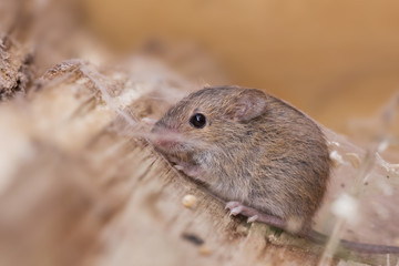 junge Maus