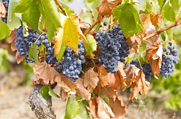 grapes