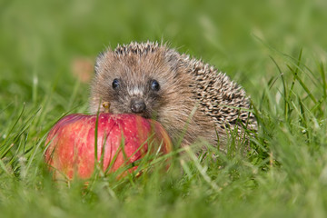 Igel im Herbst