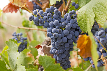 grapes
