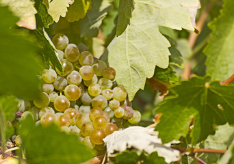 grapes