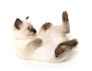 Fototapeta na wymiar Cute kitten laying down