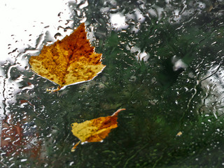 Autumn rain