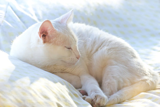 White cat sleeping on white bedding in the sunshine