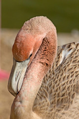 Juvenile, baby Caribbean AKA American Flamingo