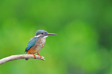 Obraz premium Kingfisher (Alcedo atthis)