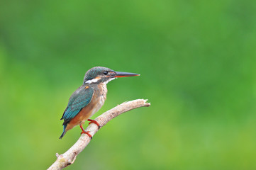 Fototapeta premium Kingfisher (Alcedo atthis)