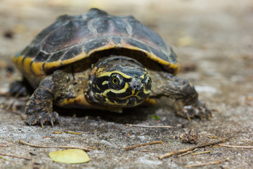 Fototapeta premium Malayan snail-eating turtle