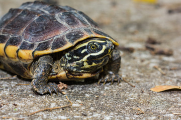 Obraz premium Malayan snail-eating turtle