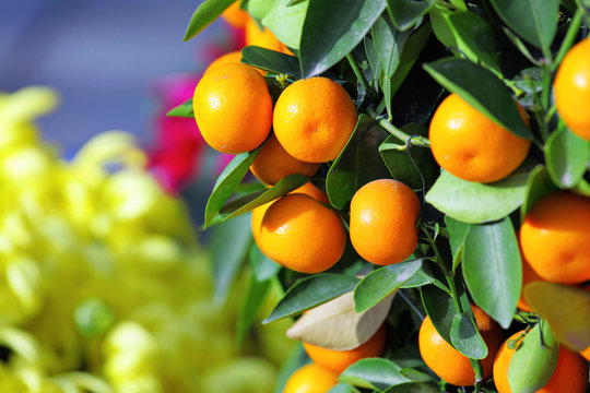 kumquat for chinese new year