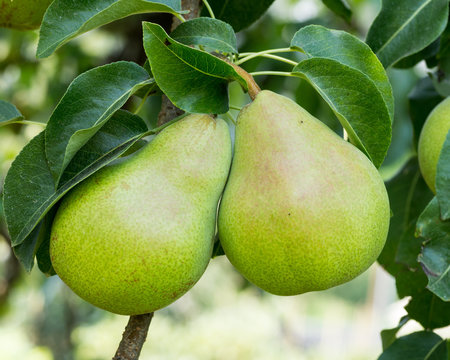 Bartlett pears hanging on the tree