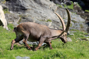 stambecco maschio (capra ibex)