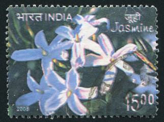 Jasmine