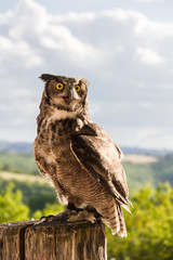 Hibou grand-duc