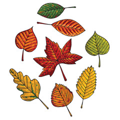 Obraz premium Autumn leafs set