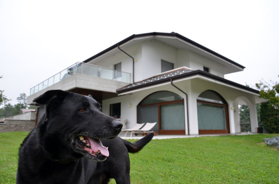 Casa con giardino e cane
