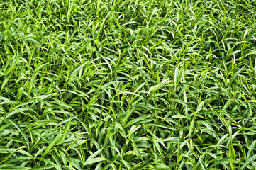 Obraz premium Nature background - thicket of green grass