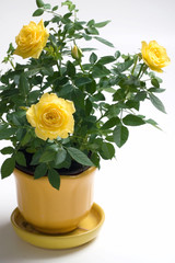 Yellow Rose in a  Pot