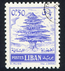 Cedar of Lebanon