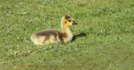 A Very Cute Baby Gosling Sat on the Grass.