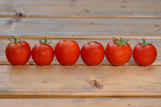 Tomaten in Reihe / Linie