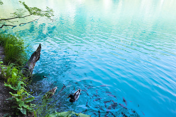 Small fish shoal and wild ducks in azure lake