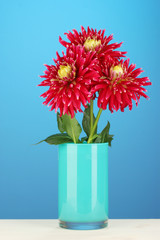Beautiful red dahlias in vase on blue  background close-up
