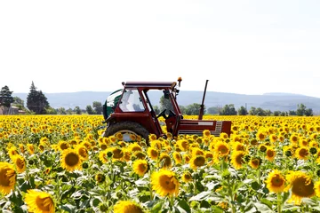 Poster de jardin Tournesol Field with sunflowers