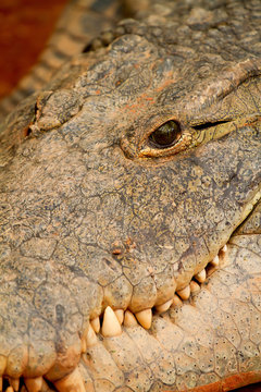 Head of crocodile