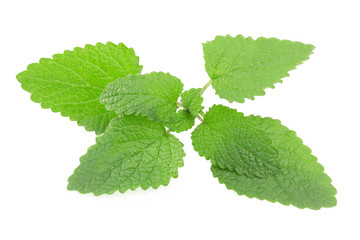 Melissa, lemon balm