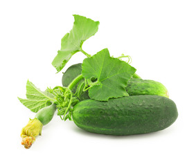 cucumber